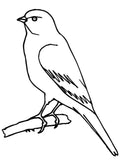 Birds Coloring Book for Coloring & Painting Activity For Kids